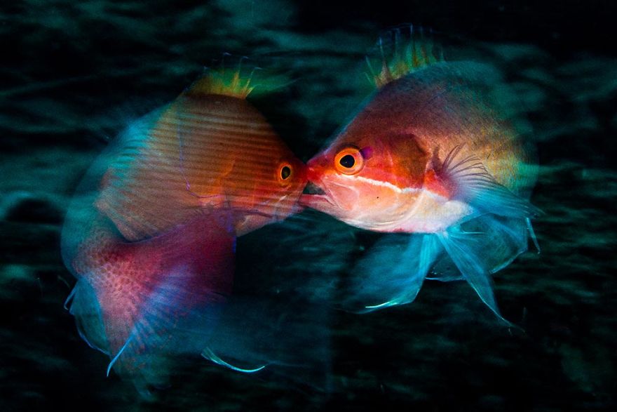 Behaviour Category: "Spinning Anthias" By Anders Nyberg, Sweden