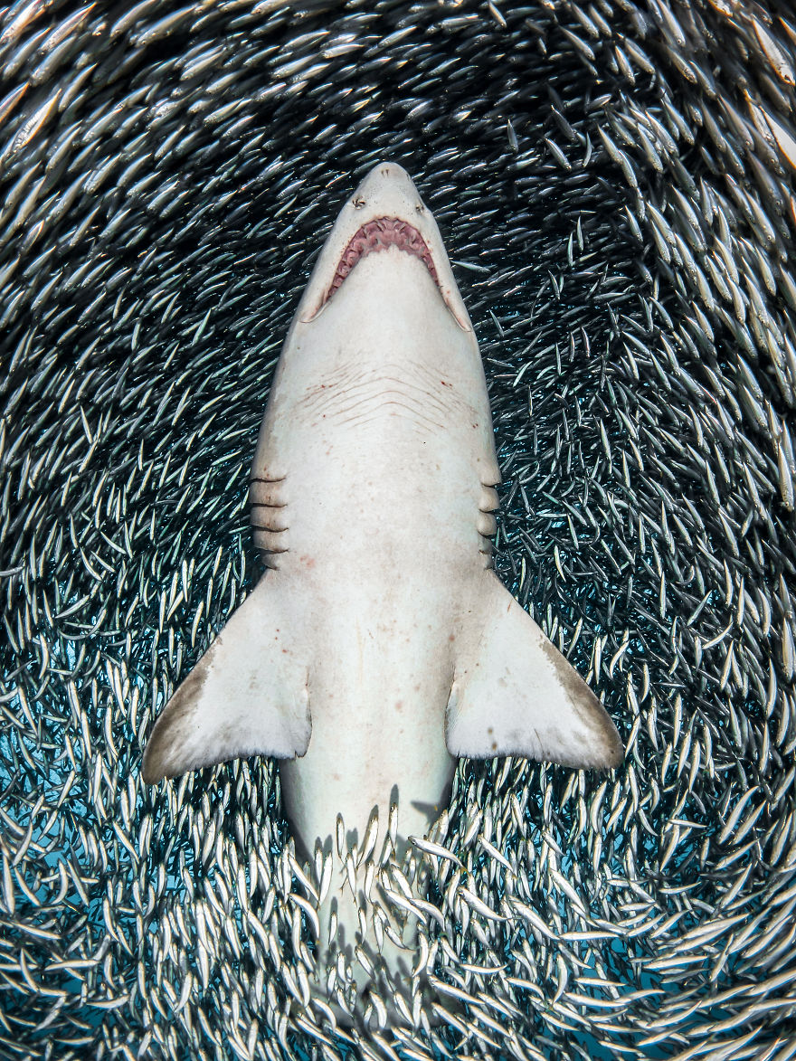 Portrait Category Winner: "A Sand Tiger Shark Surrounded By Tiny Bait Fish" By Tanya Houppermans, USA
