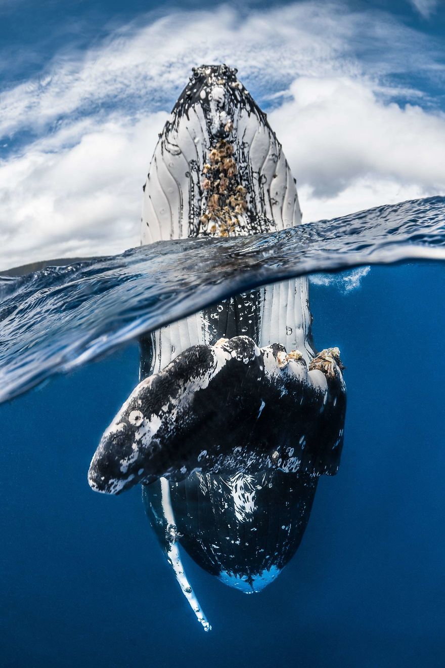 Wide Angle Category Winner: "Humpback Whale Spy Hopping" By Greg Lecoeur, France