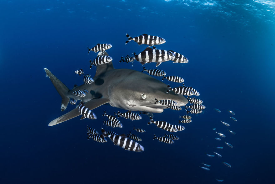 Portrait Category: "Oceanic White Tip Shark" By Greg Lecoeur, France