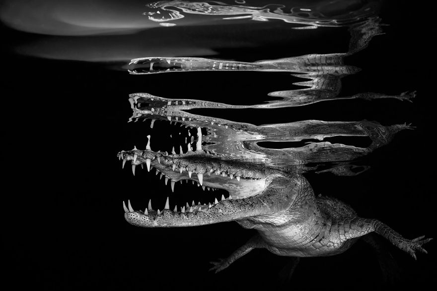 Black & White Category Winner: "Crocodile Reflections" By Borut Furlan, Slovenia