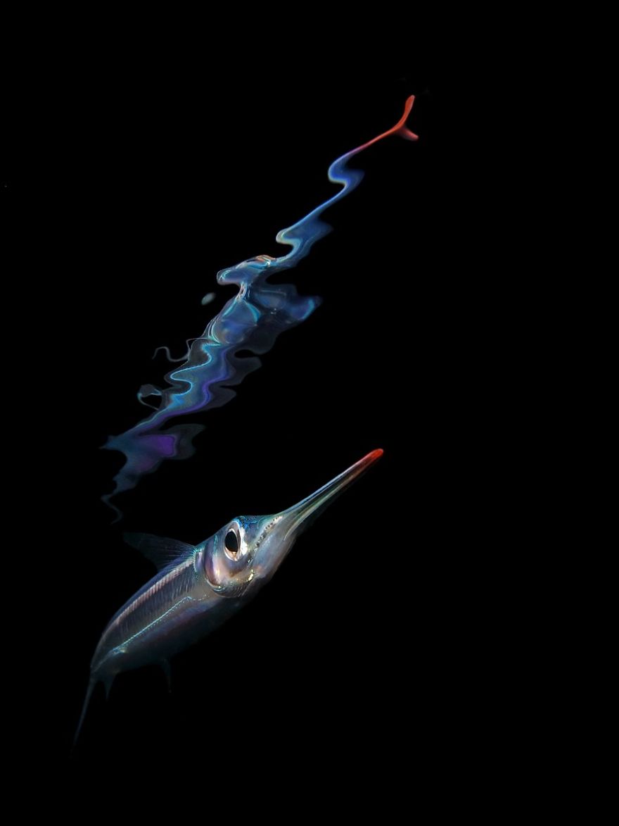 Compact Category: "Night Reflection Of A Juvenile Garfish" By Jack Berthomier, New Caledonia