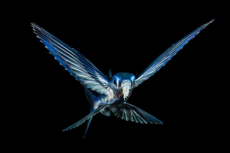 Up & Coming category: "Hummingfish"by Brian Eckstein, USA