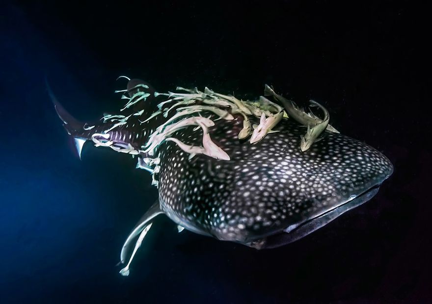 Up & Coming Category: "Whale Shark And Remores"By Marchione Dott. Giacomo, Italy