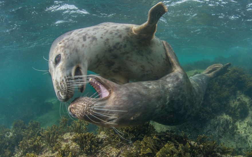 British Waters Wide Angle Category: "Courtship" By Spencer Burrows, UK
