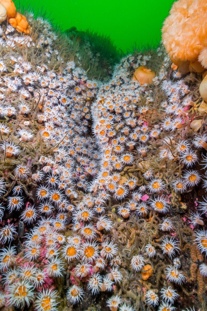 British Waters Wide Angle Category: "Fried Egg Anemones At Pixie Gardens" By Paul Kay, UK