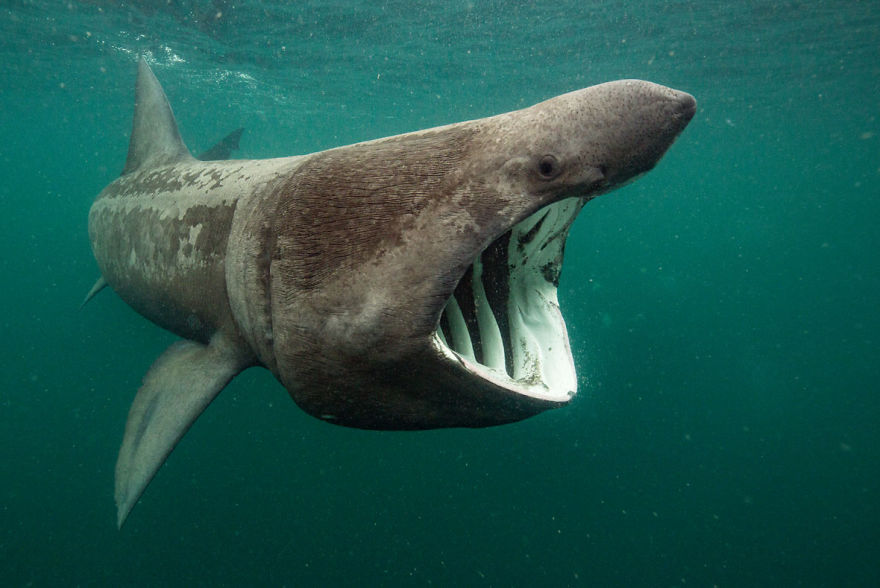 British Waters Wide Angle Category: "Basking Shark Feeding" By Will Clark, UK