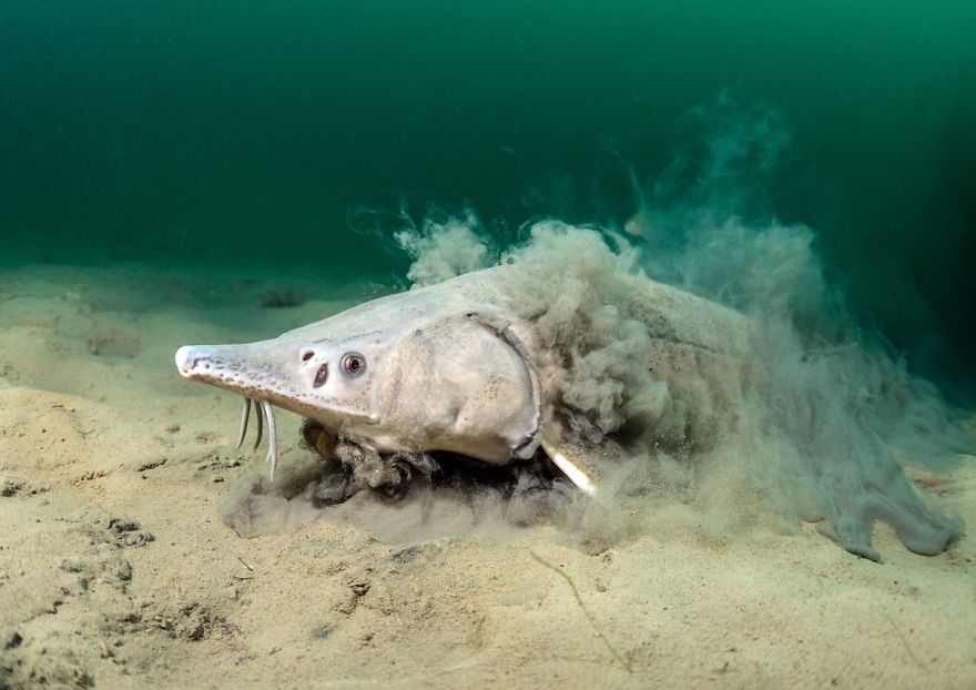 British Waters Wide Angle Category: "Feeding Sturgeon In A Cloud Of Silt" By Trevor Rees, UK