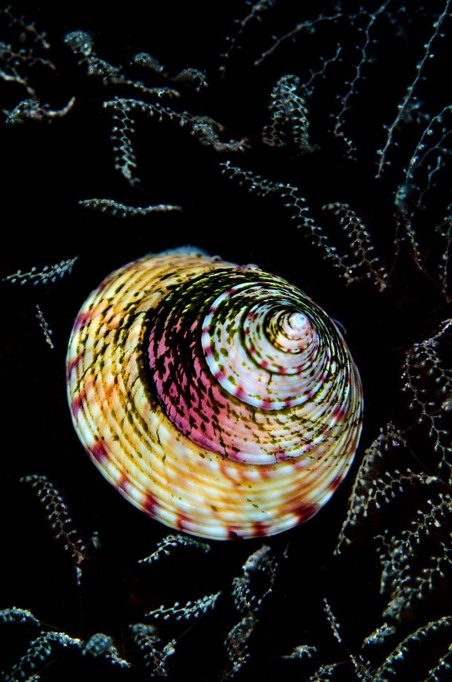 British Waters Macro Category: Runner Up "Topshell Tapestry" By Cathy Lewis, UK