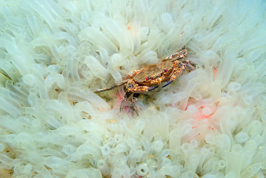 British Waters Macro Category: "In A Sea Of Squirts" By Paul Kay, UK
