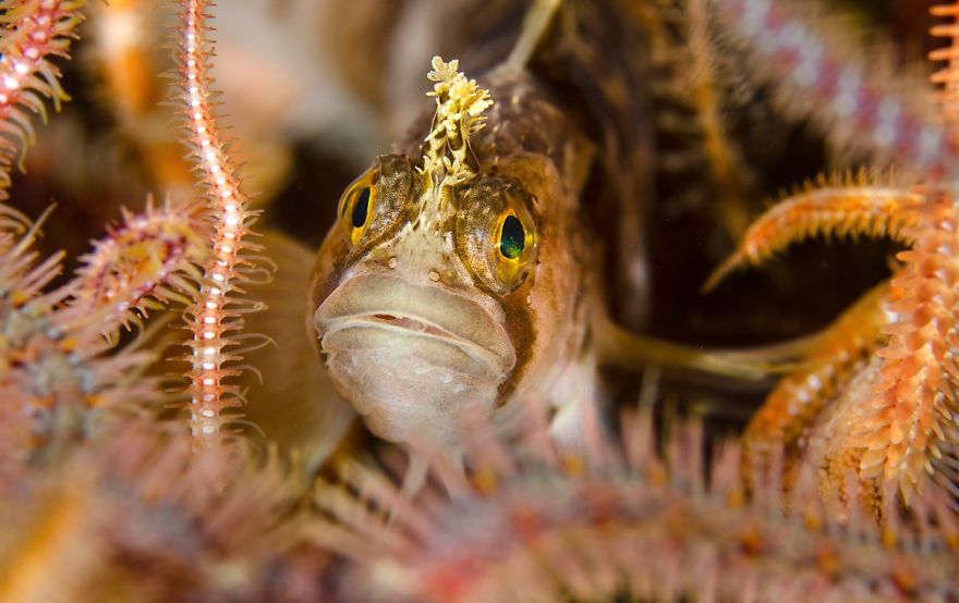 British Waters Macro Category: "Blenny and brittlestars" By Cathy Lewis, UK