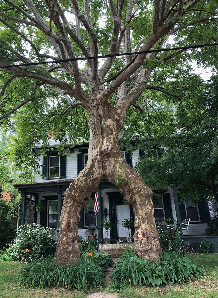A Couple Months Ago, I Learned That Newlyweds Used To Plant Sycamore Trees On Both Sides The Walkway Leading To Their House, Then Join Them Together To Symbolize Two Becoming One. Today I Saw It For The First Time