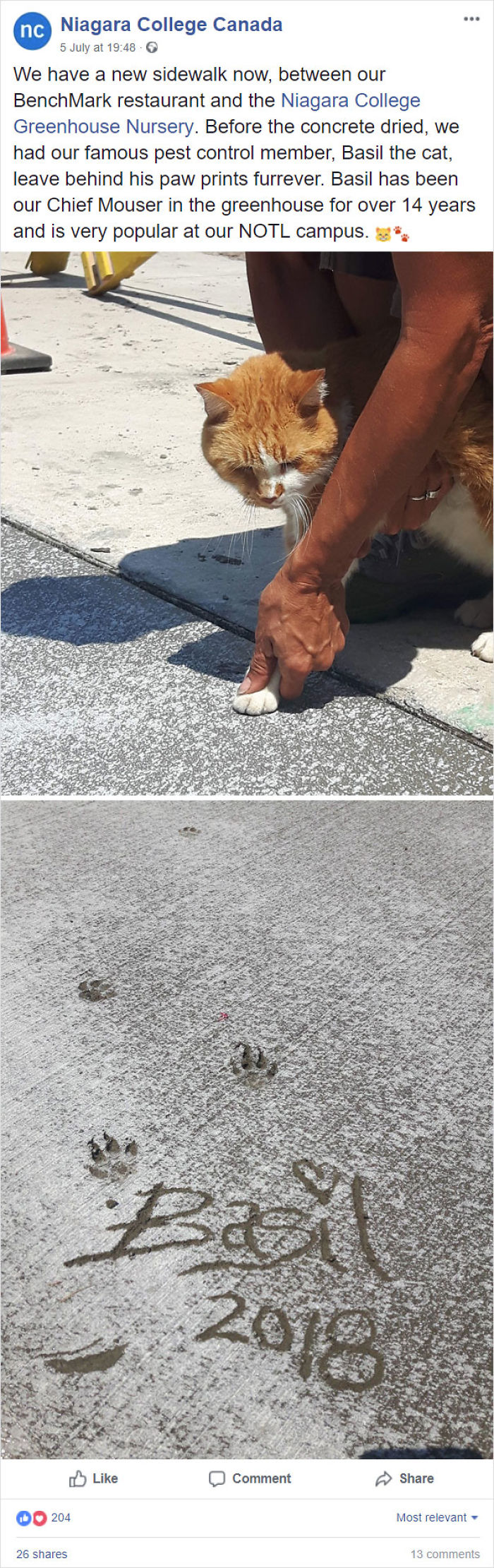 Meet Basil. For 14 Years He Has Been Cheif Mousier In The Pest Control Department At Niagara College. Today They Put A New Sidewalk And They Made Sure That His Paw Are On Campus Forever