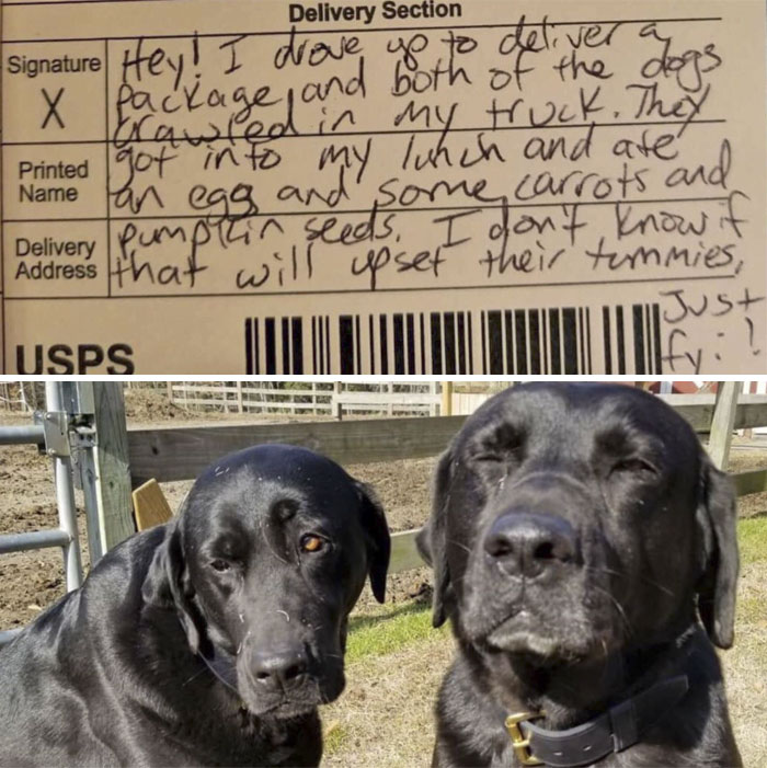 Two Naughty Boys Stole The Postman’s Lunch