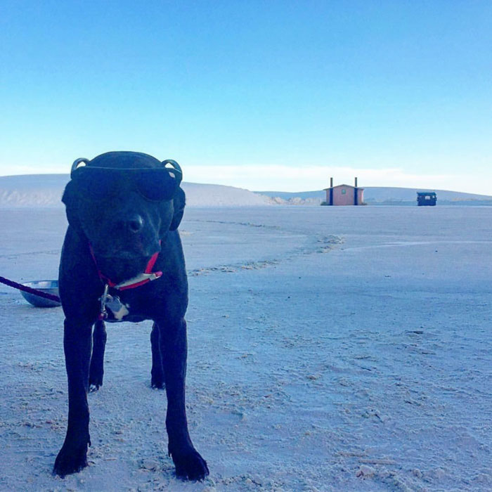 About A Year Ago My Friend Was In California For Work, For Six Months. Jokingly He Asked Me To Drive His Dog From Detroit To San Diego Because He Missed His Dog. I Replied "Well I've Always Wanted To See The Grand Canyon". Here Is Diesel At White Sands National Monument