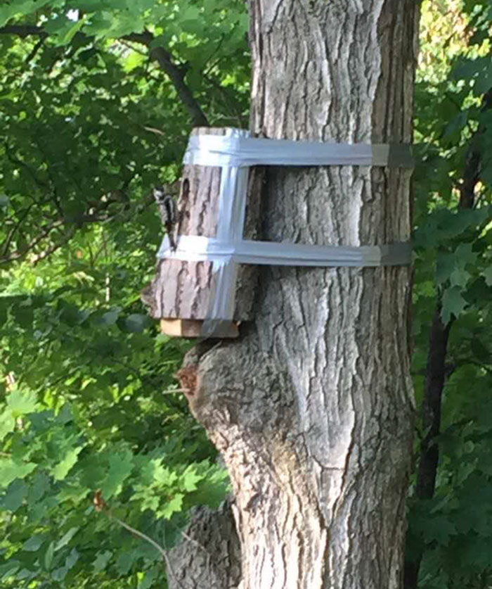 Fallen Tree Was Found With Woodpecker Nest Inside. Section With Nest Was Cut Out And Taped To A Nearby Tree, Successfully Bringing The Mother Back