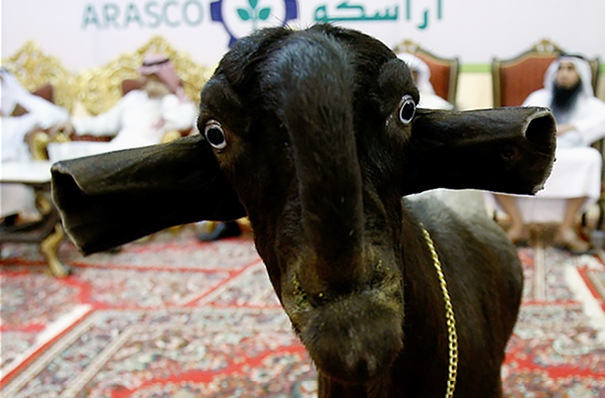 Weird-Ugly -Shami-Damascus-Goat-Monster-Animals