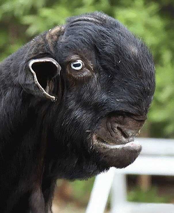 i just learned about the damascus goat, quite possibly the ugliest animal  i've ever seen | Page 3 | ResetEra