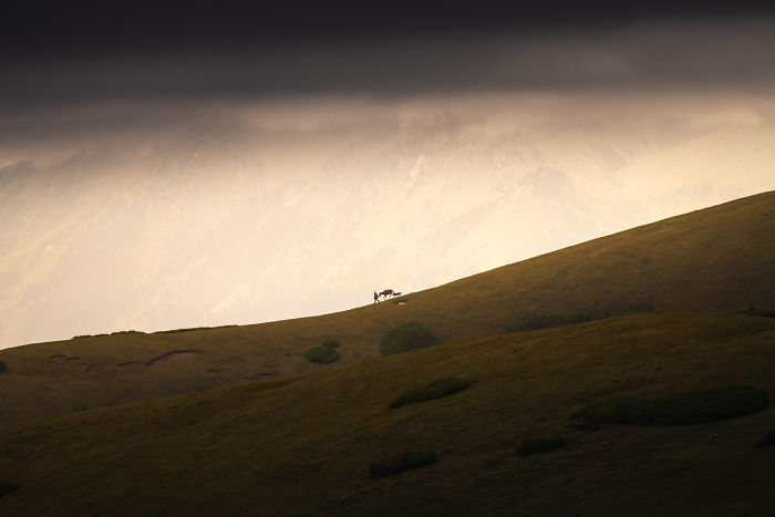 Un pastor bajando una montaña con su caballo y su perro