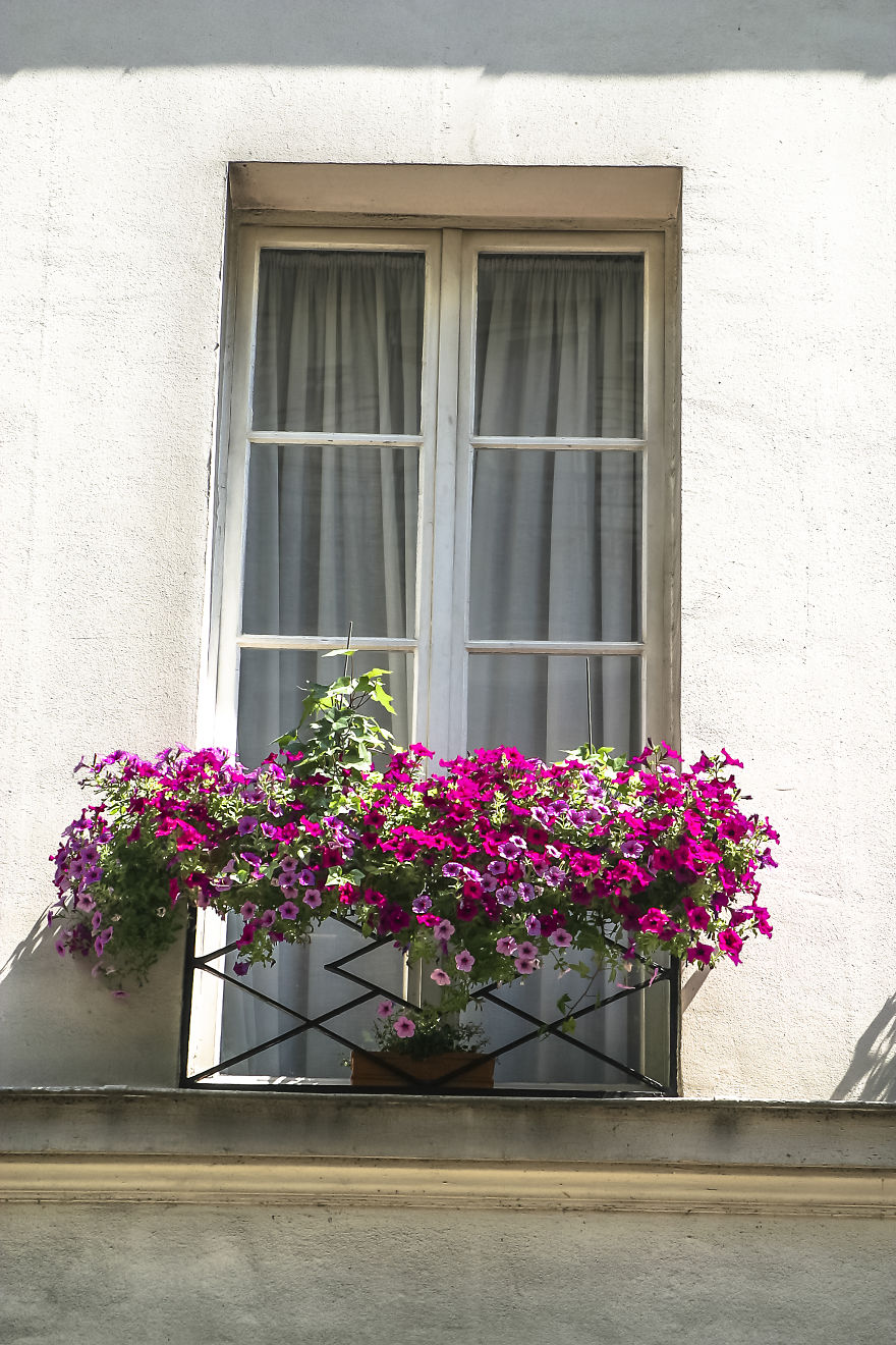 Flowery Windows
