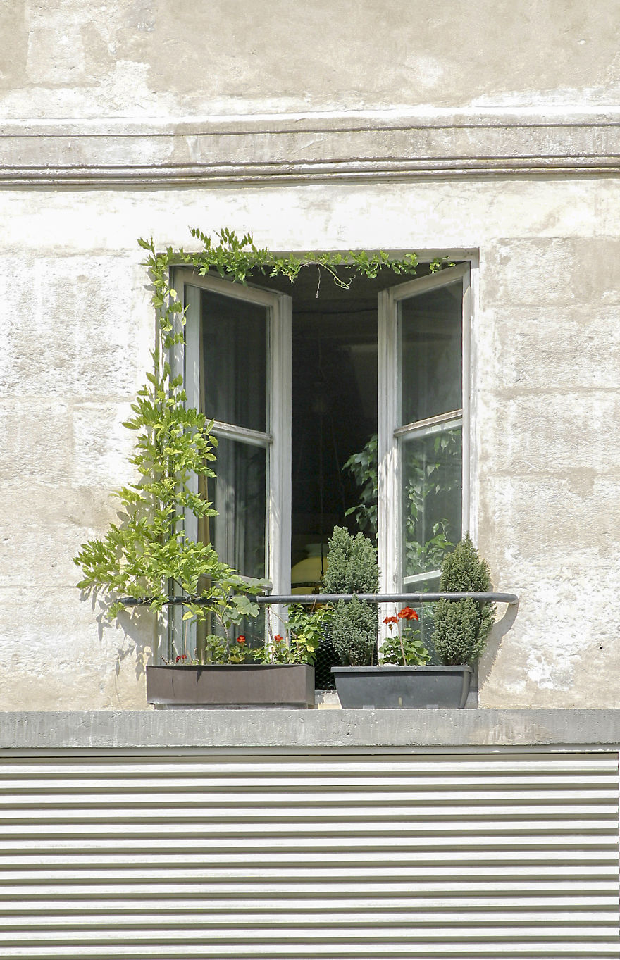 Flowery Windows