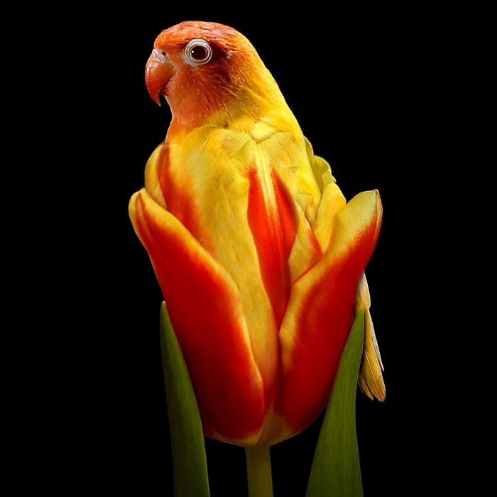 Animals Photoshopped Into Plants