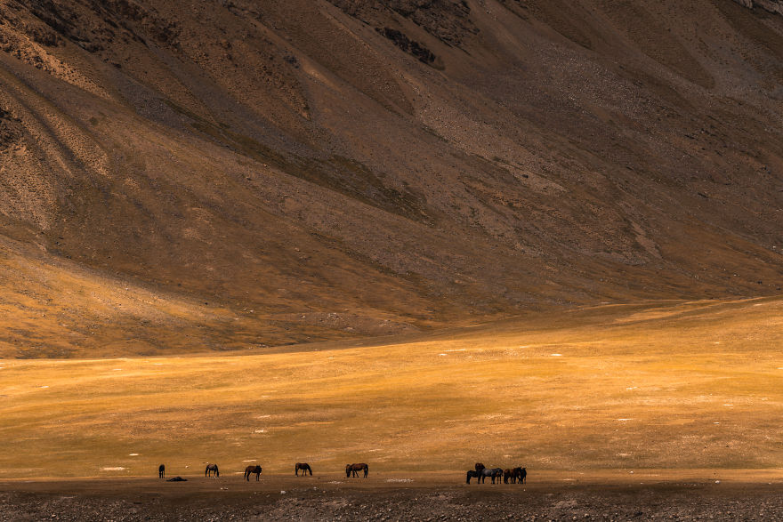 Horses In A Valley Standing Against The High Mountains