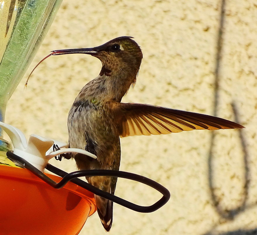 19 Things To Know About Hummingbirds