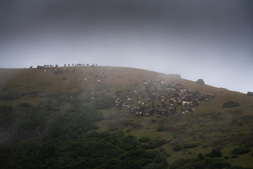 Hundreds Of Sheep Moved On The Hills Right Before A Storm Hit