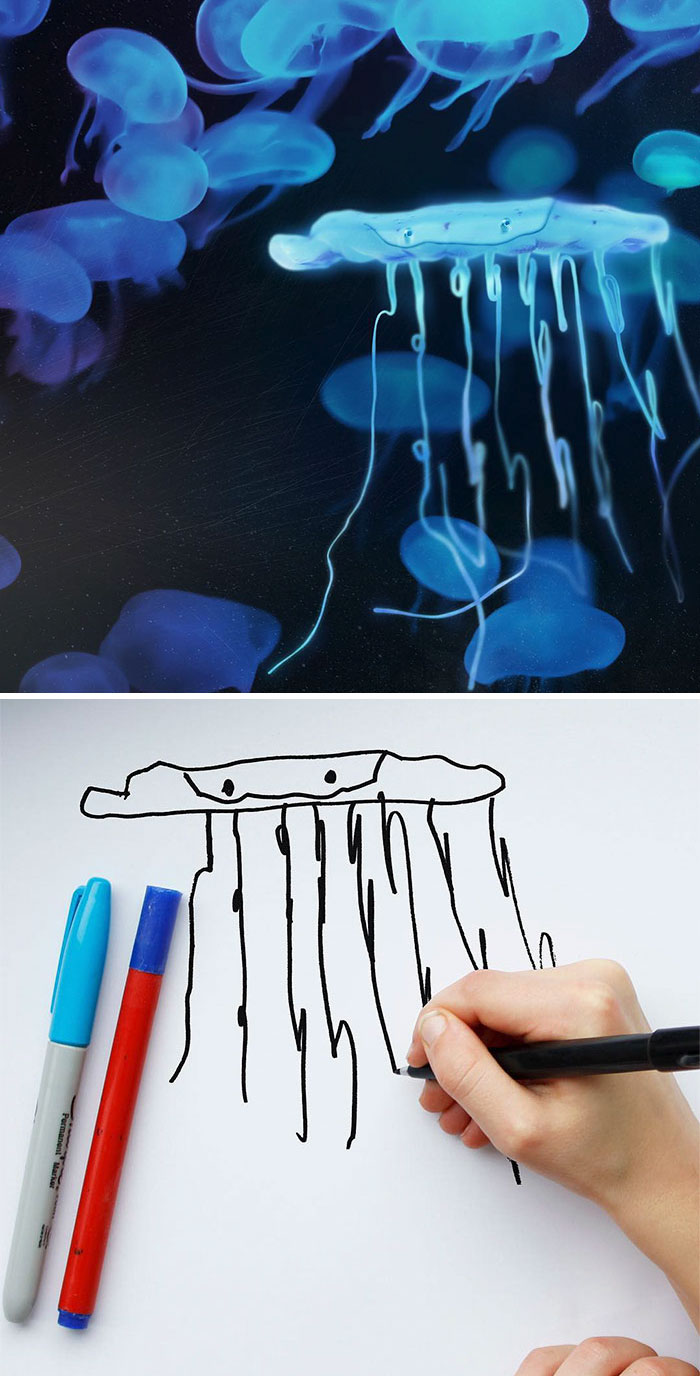 Jellyfish Drawing In Real Life