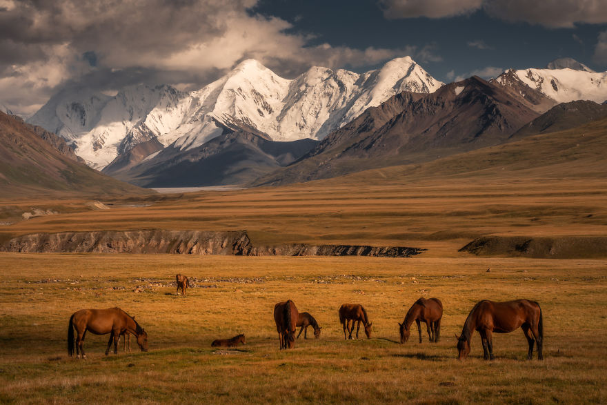 野马站在吉尔吉斯斯坦和中国边境的萨里贾兹谷巨大的雪皑皑的山峰前