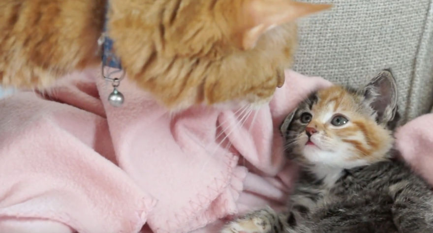 Cat Meets Kitten For The First Time (7 Steps Of Acceptance)