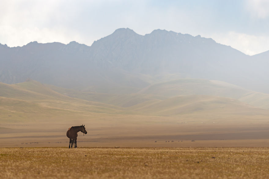 A Horse With A Mountain Backdrop In The Song-Kul Area (3000m)