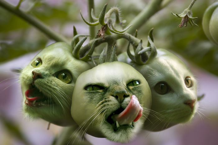 Animals Photoshopped Into Plants