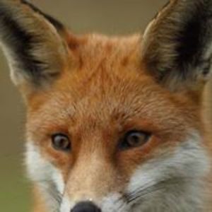 josephine_wood avatar