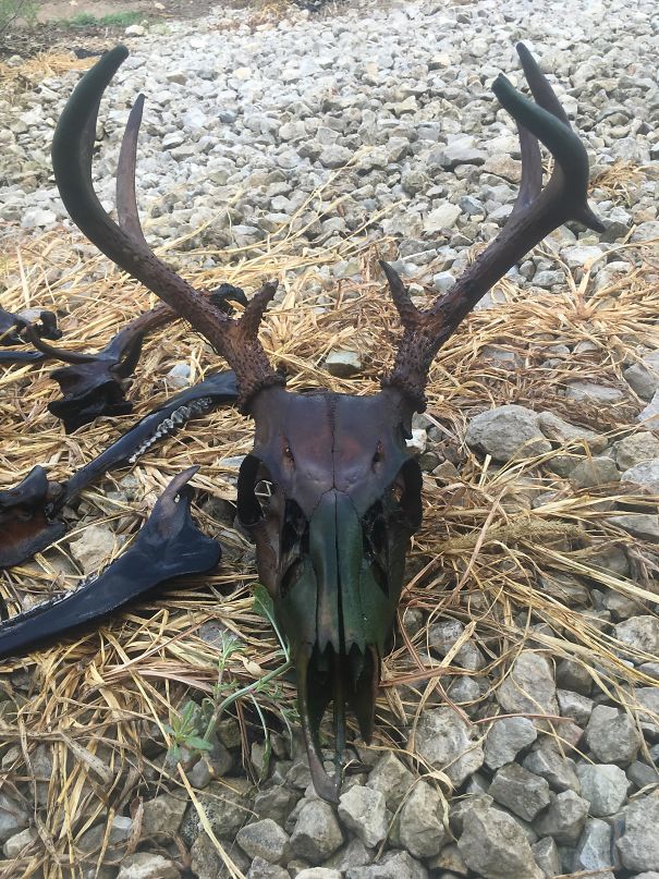 Deer Skull After Sitting In Water For Over A Year