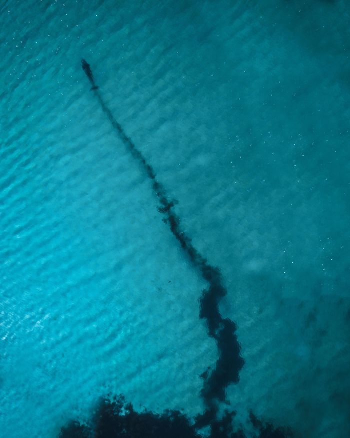 Delfín tras cazar un calamar, dejando un rastro de tinta