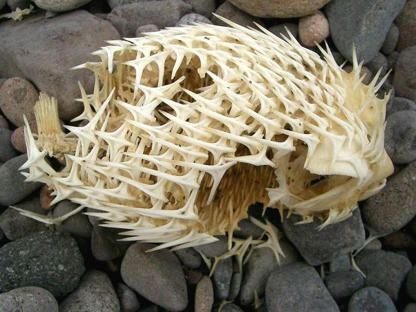 The Skeleton Of A Puffer Fish Is Pretty Metal
