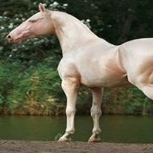 immaculateenterprises avatar