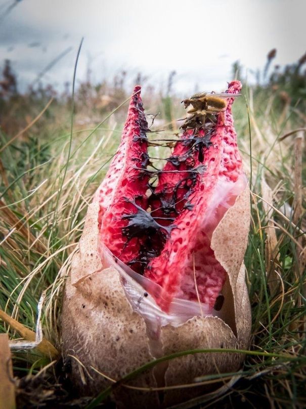 The Clathrus Archeri Fungus Resembles Some Pretty Metal Tentacles Sprouting From An Alien Egg When It Blooms