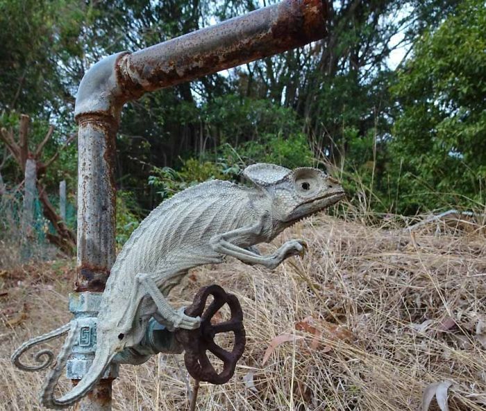 Camaleón momificado vivo por el sol tropical