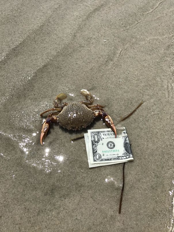 Mr. Crab's First Dollar