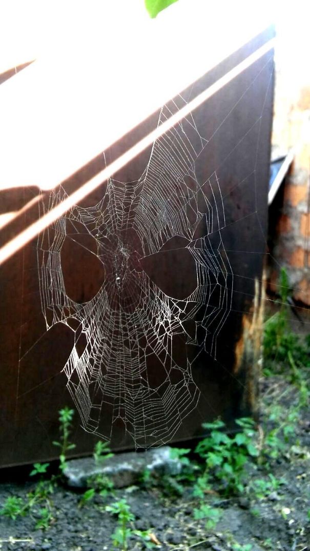 This Spider Web That Looks Like A Spider-Man Mask