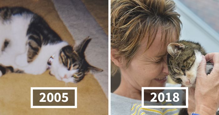 Elderly Cat Finds Its Way Home After 13 Years, And The Reunion Leaves Everybody In Tears