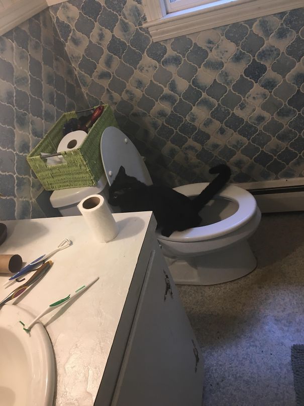 My Friend Came Home From A Mini-Vacation And Forgot To Change The Kitty Litter. This Morning She's Brushing Her Teeth And Hears A Little Tinkle