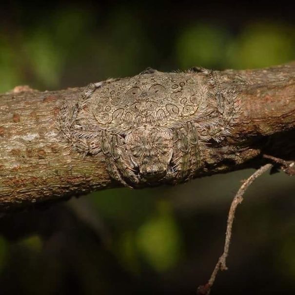 Wrap Around Spider, Named For Its Ability To Flatten And Wrap Its Body Around Tree Limbs