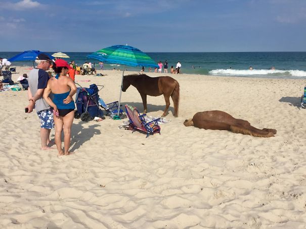 You Have To Stay 10' Feet Away From The Wild Ponies On Assateague, Even If They Steal Your Spot