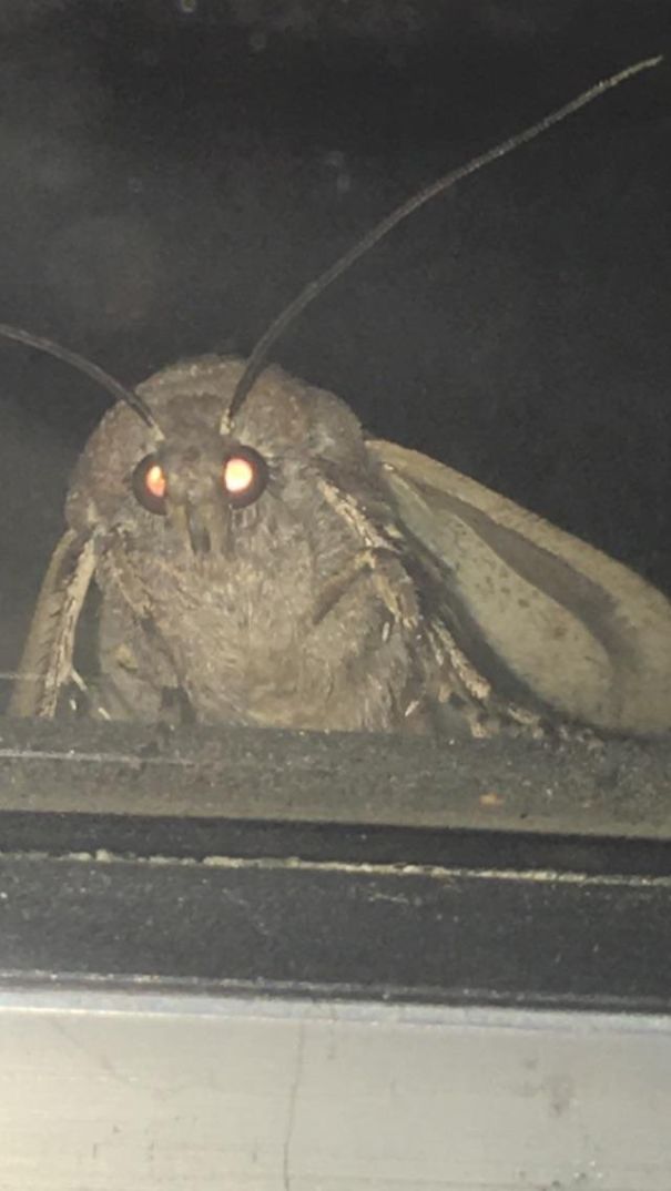 Close Up Of Moth Outside My Window