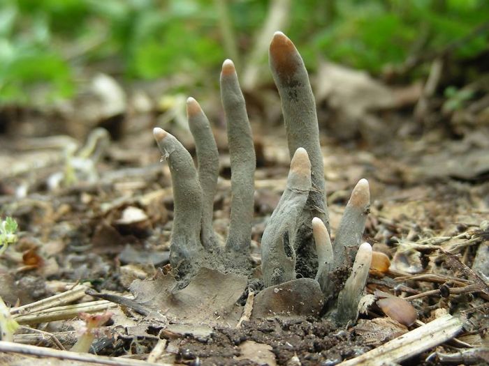 Xylaria Polymorpha, también llamada "Dedos de muerto", un hongo saprobio
