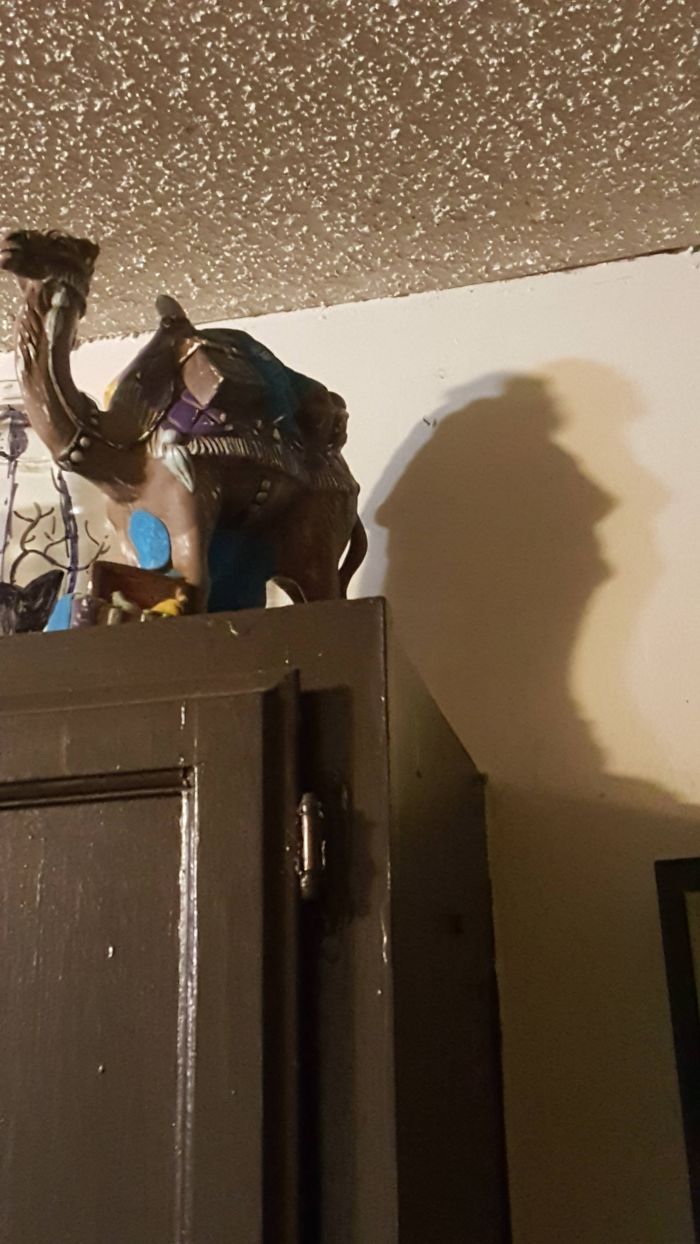 The Shadow From This Camel Statue In My Apartment Looks Like A Bust